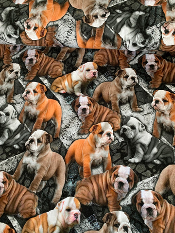 Bulldog